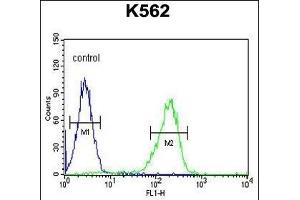 CLIC6 Antibody (Center) (ABIN654431 and ABIN2844167) flow cytometric analysis of K562 cells (right histogram) compared to a negative control cell (left histogram). (CLIC6 Antikörper  (AA 539-565))