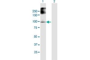 Western Blot analysis of FANCB expression in transfected 293T cell line by FANCB MaxPab polyclonal antibody. (FANCB Antikörper  (AA 1-859))