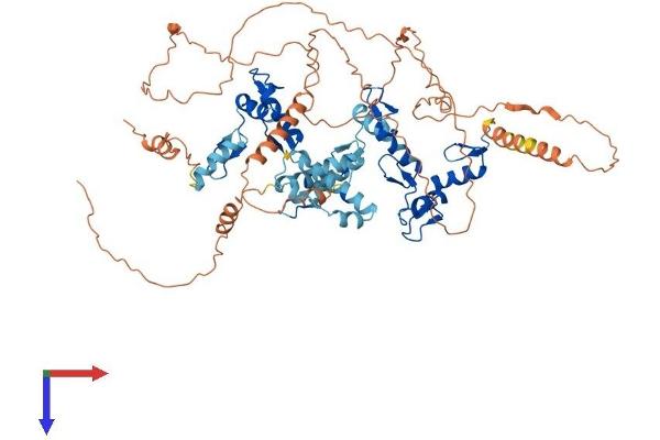 ZNF510 Protein (AA 1-683) (His tag)