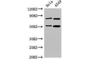 Western Blot Positive WB detected in: Hela whole cell lysate, A549 whole cell lysate All lanes: SNX27 antibody at 3. (SNX27 Antikörper  (AA 458-497))
