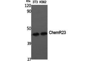 Western Blotting (WB) image for anti-Chemokine-Like Receptor 1 (CMKLR1) antibody (ABIN5959097) (CMKLR1 Antikörper)