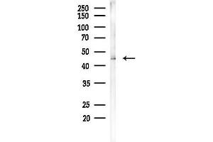 Western blot analysis of lysates from Mouse brain, using ATP Antibody at 1/1000 dilution.