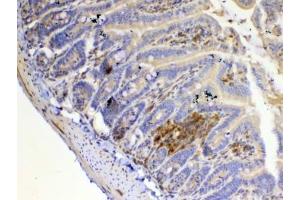 IHC testing of FFPE mouse small intestine tissue with IL12 p35 antibody at 1ug/ml. (IL12A Antikörper)
