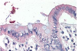 ABIN308448 (4µg/ml) staining of paraffin embedded Human Colon.