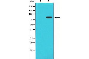 STAT1 Antikörper  (pSer727)