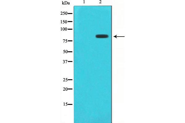 STAT1 Antikörper  (pSer727)