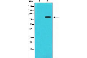 Western blot analysis of STAT1 phosphorylation expression in Jurkat whole cell lysates,The lane on the left is treated with the antigen-specific peptide. (STAT1 Antikörper  (pSer727))