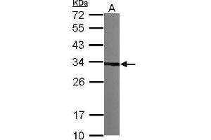 WB Image Sample (30 ug of whole cell lysate) A: NIH-3T3 12% SDS PAGE antibody diluted at 1:1000