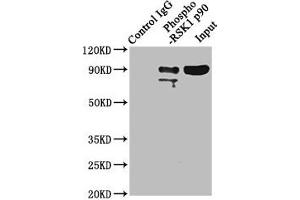 Immunoprecipitating Phospho-RPS6KA1 in Hela whole cell lysate Lane 1: Rabbit control IgG(1 μg)instead of ABIN7127744 in Hela whole cell lysate. (Rekombinanter RPS6KA1 Antikörper  (pSer363, pThr359))