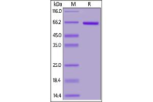 Mouse FGL1, Fc Tag on  under reducing (R) condition. (FGL1 Protein (AA 23-314) (Fc Tag))