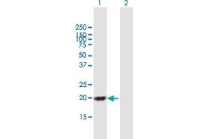 Western Blot analysis of HN1L expression in transfected 293T cell line by HN1L MaxPab polyclonal antibody. (HN1L Antikörper  (AA 1-190))