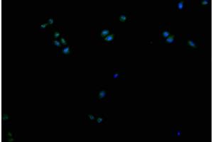 Immunofluorescence staining of Hela cells with ABIN7149223 at 1:200, counter-stained with DAPI. (CYP2A13 Antikörper  (AA 252-354))