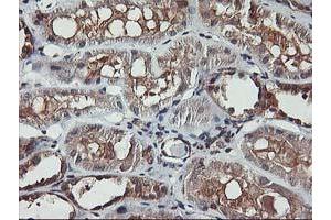 Immunohistochemical staining of paraffin-embedded Human Kidney tissue using anti-AKT1 mouse monoclonal antibody. (AKT1 Antikörper)