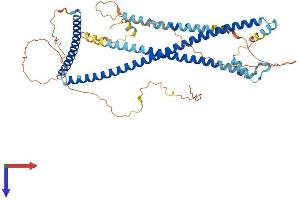 CCDC125 Protein (AA 1-511) (His tag)