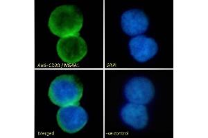 Immunofluorescence (IF) image for anti-Membrane-Spanning 4-Domains, Subfamily A, Member 1 (MS4A1) (C-Term) antibody (ABIN570905)
