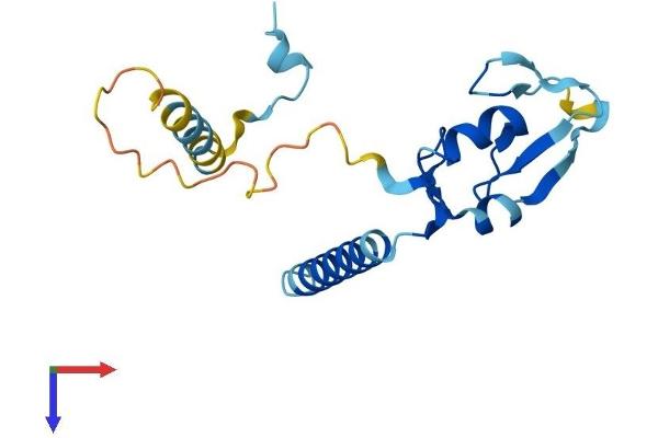 RNF181 Protein (AA 1-165) (His tag)