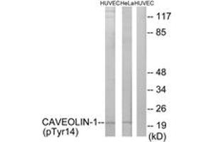Western blot analysis of extracts from HuvEc cells treated with PMA 125ng/ml 30' and HeLa cells treated with LPS 100ng/ml 30', using Caveolin-1 (Phospho-Tyr14) Antibody. (Caveolin-1 Antikörper  (pTyr14))
