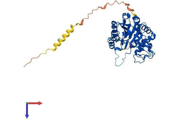 B3GNT3 Protein (AA 1-372) (His tag)
