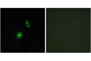 Immunofluorescence (IF) image for anti-G Protein-Coupled Receptor 124 (GPR124) (AA 1151-1200) antibody (ABIN2890841) (GPR124 Antikörper  (AA 1151-1200))