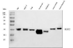 Western blot analysis of BCAT1 using anti-BCAT1 antibody (ABIN7602594).