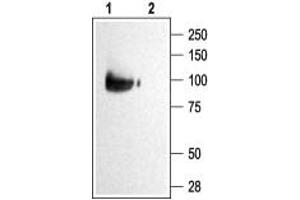 Western blot analysis of KCNQ2 transfected HEK-293 cells: - 1.
