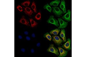 ABIN7094690 and ABIN7098741 staining Hela cells by IF/ICC. (B7-H6 Antikörper  (C-Term))