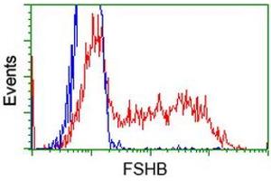 HEK293T cells transfected with either RC214616 overexpress plasmid (Red) or empty vector control plasmid (Blue) were immunostained by anti-FSHB antibody (ABIN2453048), and then analyzed by flow cytometry. (FSHB Antikörper)