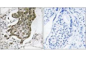 Immunohistochemistry (IHC) image for anti-Rabaptin, RAB GTPase Binding Effector Protein 1 (RABEP1) (AA 549-598) antibody (ABIN1535243)