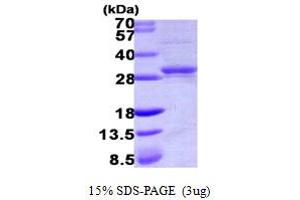 SDS-PAGE (SDS) image for Cytidine Monophosphate (UMP-CMP) Kinase 1, Cytosolic (CMPK1) (AA 1-228) protein (His tag) (ABIN667894)