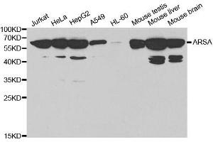 Western blot analysis of extracts of various cell lines, using ARSA antibody. (Arylsulfatase A Antikörper  (AA 210-509))