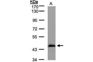 WB Image Sample(30 μg of whole cell lysate) A:MOLT4, 7. (Medium-Chain Specific Acyl-CoA Dehydrogenase, Mitochondrial (MCAD) (Center) Antikörper)