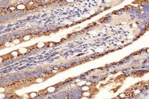 Immunohistochemistry analysis of paraffin-embedded rat small intestine using,PRAP1 (ABIN7075198) at dilution of 1: 8000