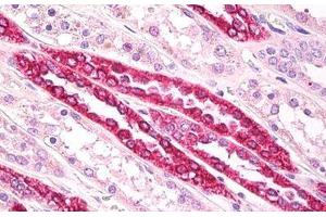 Anti-Beta Tubulin antibody IHC staining of human kidney, tubules. (TUBB Antikörper  (AA 417-435))