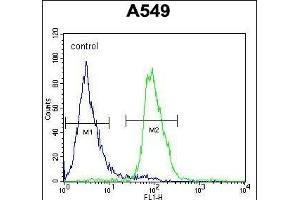 WDR32 Antibody (N-term) (ABIN654593 and ABIN2844292) flow cytometric analysis of A549 cells (right histogram) compared to a negative control cell (left histogram). (DCAF10 Antikörper  (N-Term))