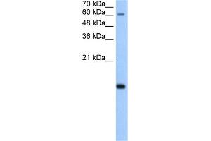 WB Suggested Anti-POLR2H Antibody Titration:  5. (POLR2H Antikörper  (N-Term))