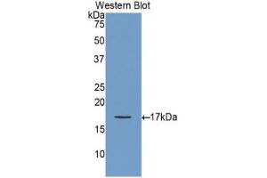 Western blot analysis of the recombinant protein. (GDNF Antikörper  (AA 78-211))
