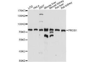 Western blot analysis of extracts of various cell lines, using PROS1 antibody (ABIN5970773) at 1/1000 dilution. (PROS1 Antikörper)