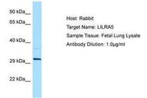Image no. 1 for anti-Leukocyte Immunoglobulin-Like Receptor, Subfamily A (With TM Domain), Member 5 (LILRA5) (AA 60-109) antibody (ABIN6750052)