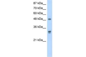 Western Blotting (WB) image for anti-DEAD (Asp-Glu-Ala-As) Box Polypeptide 19B (DDX19B) antibody (ABIN2462087) (DDX19B Antikörper)