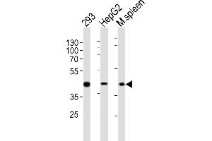 Western blot analysis of lysates from 293, HepG2 cell line, mouse spleen tissue lysate (from left to right), using STE Antibody (Center) (ABIN651772 and ABIN2840394). (STEAP2 Antikörper  (AA 229-258))