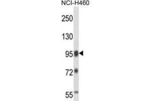Western Blotting (WB) image for anti-Splicing Factor Proline/glutamine-Ric (SFPQ) antibody (ABIN2997613) (SFPQ Antikörper)