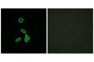 Immunofluorescence (IF) image for anti-Galanin Receptor 1 (GALR1) (Internal Region) antibody (ABIN1852961) (Galanin Receptor 1 Antikörper  (Internal Region))
