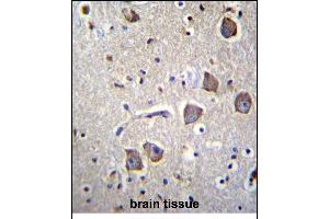 NRN1L Antibody (Center) (ABIN656859 and ABIN2846064) immunohistochemistry analysis in formalin fixed and paraffin embedded human brain tissue followed by peroxidase conjugation of the secondary antibody and DAB staining.
