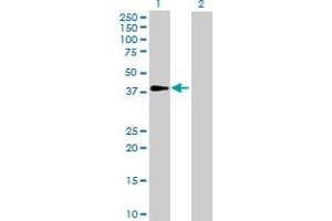 Western Blot analysis of GALM expression in transfected 293T cell line by GALM MaxPab polyclonal antibody. (GALM Antikörper  (AA 1-342))