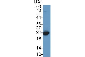 Western Blot; Sample: Mouse Placenta lysate; Primary Ab: 1µg/ml Rabbit Anti-Human CBX3 Antibody Second Ab: 0. (CBX3 Antikörper  (AA 1-183))