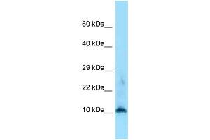 WB Suggested Anti-H3f3a Antibody Titration: 1. (Histone H3.3 Antikörper  (N-Term))
