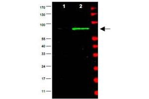 Western blot using Mdm2 polyclonal antibody  is shown to detect a band (arrow) corresponding to mouse Mdm2 protein present in mouse MEF cells (Lane 2), but not human kidney HEK293 cells (lane1). (MDM2 Antikörper  (AA 177-195))