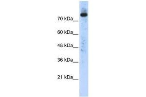 PLD2 antibody used at 0. (Phospholipase D2 Antikörper  (N-Term))