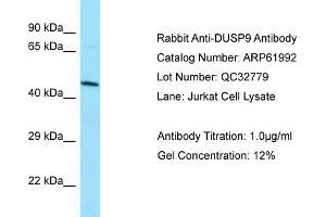 Western Blotting (WB) image for anti-Dual Specificity Phosphatase 9 (DUSP9) (C-Term) antibody (ABIN2788978)