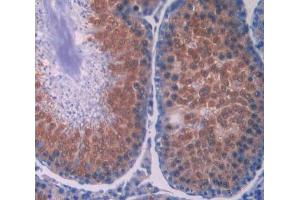 IHC-P analysis of testis tissue, with DAB staining. (Renin Antikörper  (AA 144-237))